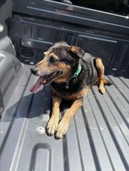 Reunited Female Dog last seen In the creek off of Boone and dentation , Baton Rouge, LA 70808