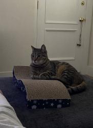 Reunited Female Cat last seen W Canon Perdido & San Andres, Santa Barbara, CA 93101
