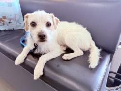 Reunited Male Dog last seen Poway Rd and Ipava near the horse trails, Poway, CA 92064