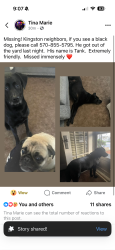 Reunited Male Dog last seen state st, Larksville, PA 18704