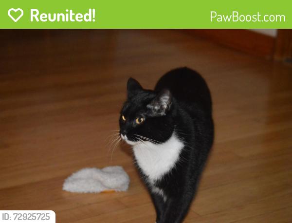 Reunited Male Cat last seen Pelzer Highway and Brown Circle across from West End Elementary, Easley, SC 29642