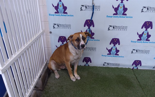 Shelter Stray Male Dog last seen , 2769 Conroy Rd, Orlando, FL 32839, USA