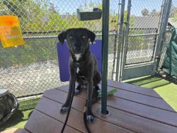 Shelter Stray Male Dog last seen FOUND ON D ST, Carlsbad, CA 92011