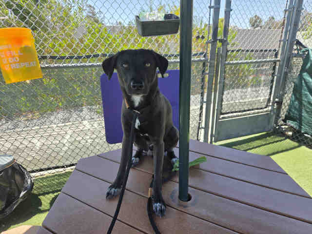 Shelter Stray Male Dog last seen FOUND ON D ST, Carlsbad, CA 92011