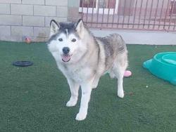 Shelter Stray Male Dog last seen , Carlsbad, CA 92011