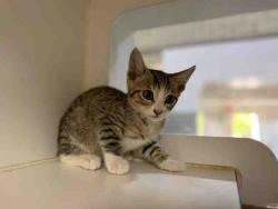 Shelter Stray Male Cat last seen HARTWRIGHT RD, Carlsbad, CA 92011