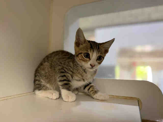 Shelter Stray Male Cat last seen HARTWRIGHT RD, Carlsbad, CA 92011