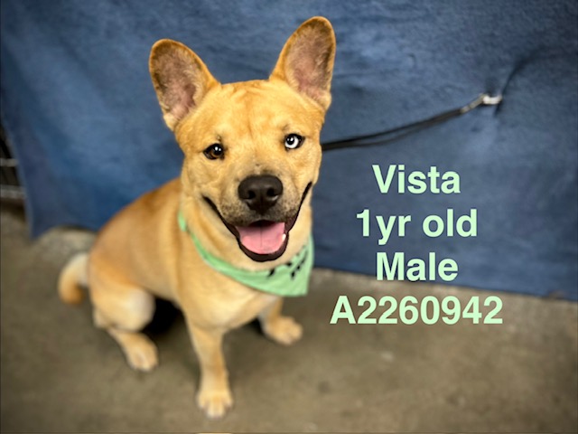 Shelter Stray Male Dog last seen , Chatsworth, CA 91311
