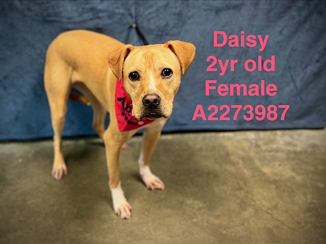Shelter Stray Female Dog last seen , Chatsworth, CA 91311