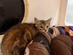 Shelter Stray Female Cat last seen , Carlsbad, CA 92011