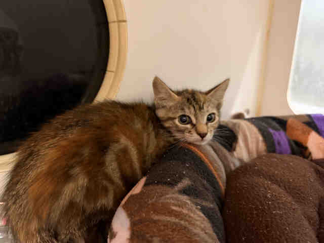 Shelter Stray Female Cat last seen , Carlsbad, CA 92011