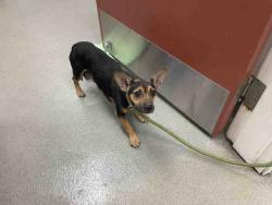 Shelter Stray Female Dog last seen HIGHWAY 79, Carlsbad, CA 92011