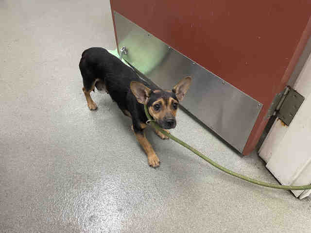 Shelter Stray Female Dog last seen HIGHWAY 79, Carlsbad, CA 92011
