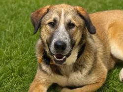 Shelter Stray Male Dog last seen HILLDALE RD, Bonita, CA 91902