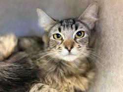 Shelter Stray Female Cat last seen , Bonita, CA 91902