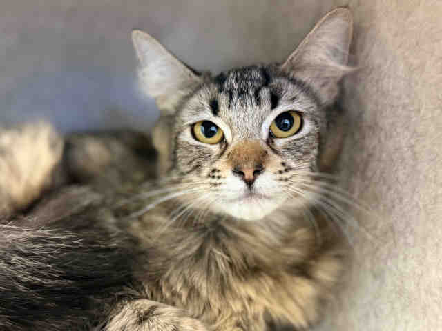 Shelter Stray Female Cat last seen , Bonita, CA 91902
