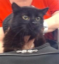 Shelter Stray Female Cat last seen Near BLOCK SE 28TH ST, Oklahoma City, OK 73129