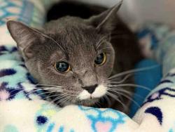 Shelter Stray Female Cat last seen E BRADLEY AVE, Bonita, CA 91902
