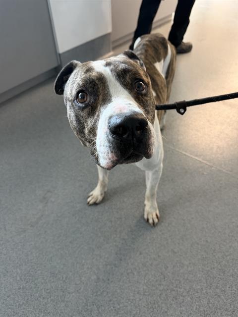 Shelter Stray Male Dog last seen Near , Indianapolis, IN 46221