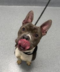 Shelter Stray Male Dog last seen Near , Indianapolis, IN 46221