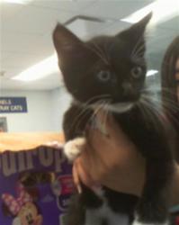 Shelter Stray Female Cat last seen CHARLOTTE, Charlotte, NC 28217