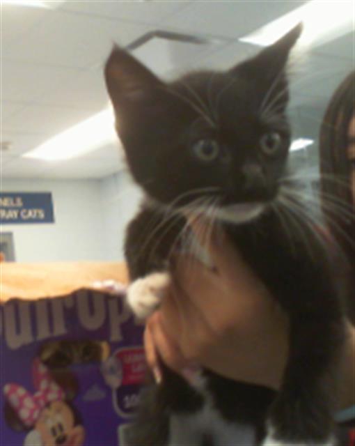 Shelter Stray Female Cat last seen CHARLOTTE, Charlotte, NC 28217