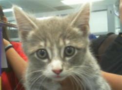 Shelter Stray Female Cat last seen CHARLOTTE, Charlotte, NC 28217