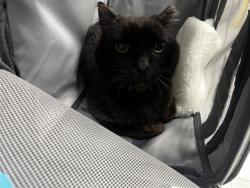 Shelter Stray Male Cat last seen CHARLOTTE, Charlotte, NC 28217