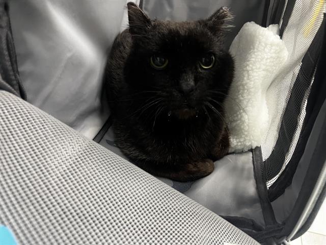 Shelter Stray Male Cat last seen CHARLOTTE, Charlotte, NC 28217