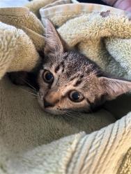 Shelter Stray Female Cat last seen , San Antonio, TX 78227