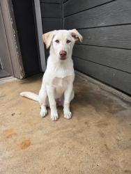 Shelter Stray Female Dog last seen , San Antonio, TX 78227
