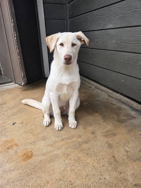 Shelter Stray Female Dog last seen , San Antonio, TX 78227