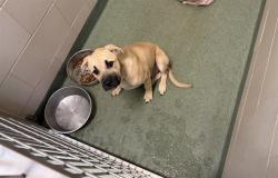 Shelter Stray Female Dog last seen SILER RD ABD AGUA FRIA ST SANTA FE NM 87507, Santa Fe, NM 87507