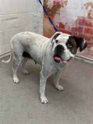 Shelter Stray Female Dog last seen ACACIA X WALNUT, San Bernardino, CA 92401
