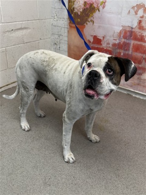 Shelter Stray Female Dog last seen ACACIA X WALNUT, San Bernardino, CA 92401