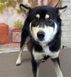 Shelter Stray Male Dog last seen SPOHN X ARROW, San Bernardino, CA 92401