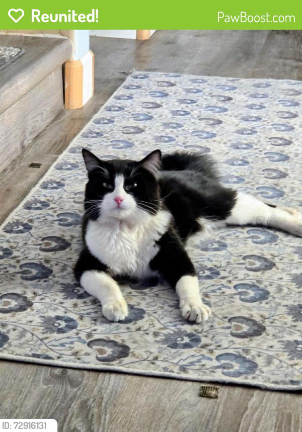 Reunited Female Cat last seen N Caspian Way & Paso Fino, San Tan Valley, AZ 85143