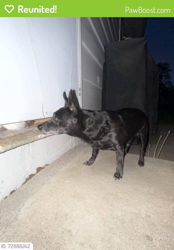 Reunited Male Dog last seen Garfield elementary, Lincoln/13th st, Sioux Falls, SD 57104
