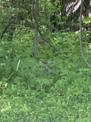 Found/Stray Female Cat last seen Bronson Lake Rd., Oregon Township, MI 48446