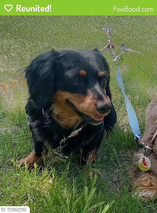 Reunited Female Dog last seen clyde park and 36th, Wyoming, MI 49509