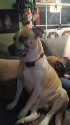 Lost Male Dog last seen Lee rd and county line, Lithia Springs, GA 30122