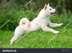 Found/Stray Unknown Dog last seen S Pagosa Way & S Pitkin St, Aurora, CO 80015