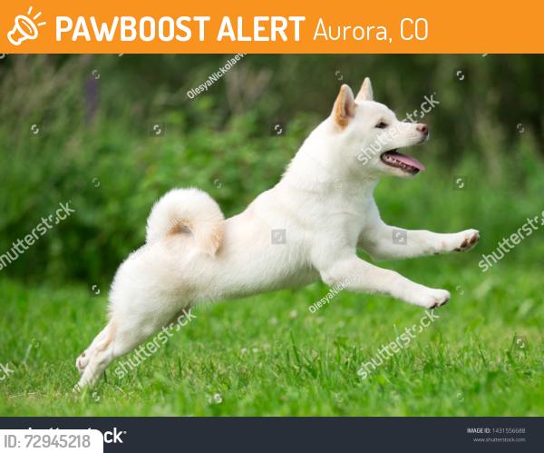 Found/Stray Unknown Dog last seen S Pagosa Way & S Pitkin St, Aurora, CO 80015