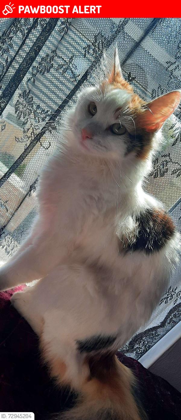 Lost Female Cat last seen Autotech garage, Peterborough, England PE1 5EQ