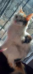 Lost Female Cat last seen Autotech garage, Peterborough, England PE1 5EQ