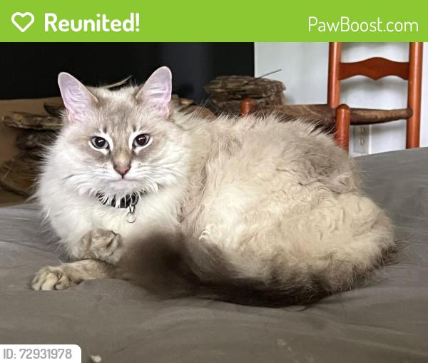Reunited Female Cat last seen Dial Way and Greenridge Circle, Stone Mountain, GA 30083