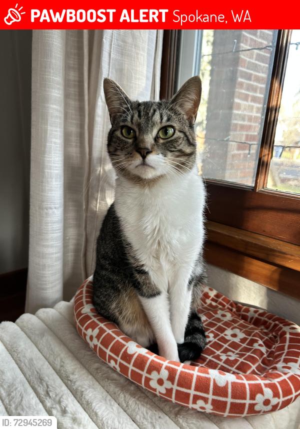 Lost Female Cat last seen Near W 29th Ave, Spokane, WA 99203