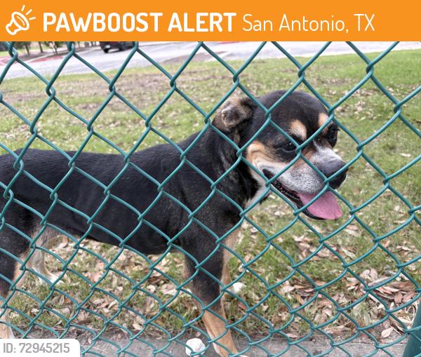Found/Stray Female Dog last seen Stillwater ranch community center, San Antonio, TX 78254
