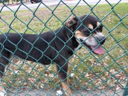 Found/Stray Female Dog last seen Stillwater ranch community center, San Antonio, TX 78254