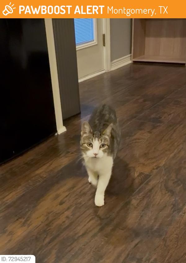 Found/Stray Female Cat last seen King Edward Court, Montgomery, TX 77316